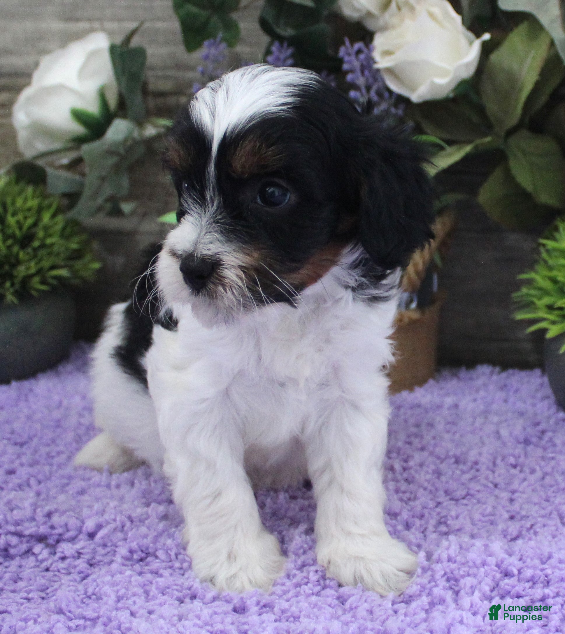 Cavapoo dogs Adeline's Puppy #2 - Ad 25