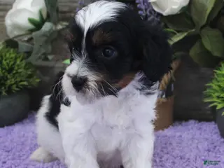 Cavapoo dogs Adeline's Puppy #2 - Ad 28