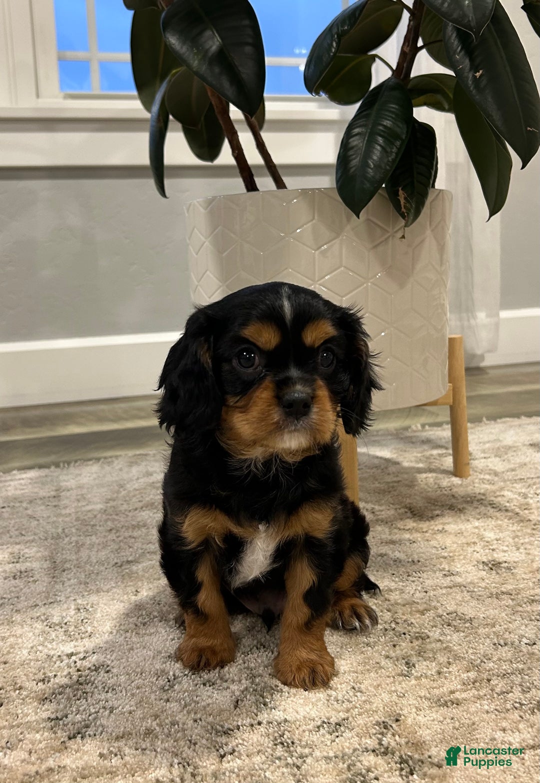 Cavalier King Charles Spaniel dogs for sale: Finn - Ad 6