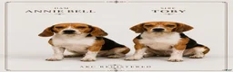 Beagle dogs for sale: Beagle 1 - Ad 2