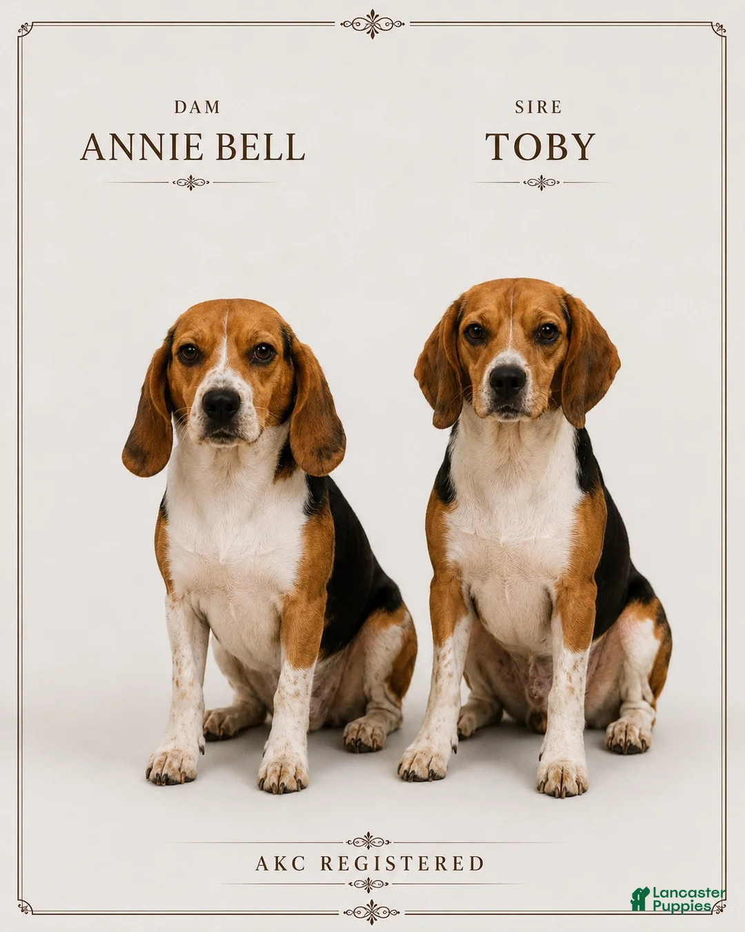 Beagle dogs for sale: Beagle 1 - Ad 2