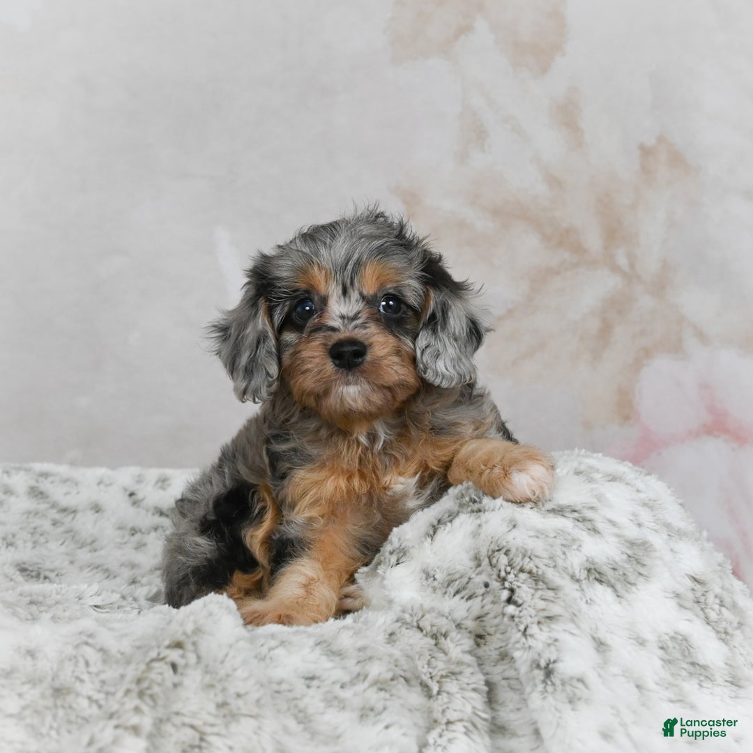 Cavapoo dogs for sale: Lola - Ad 1