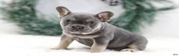 French Bulldog dogs for sale: Helen - Ad 5