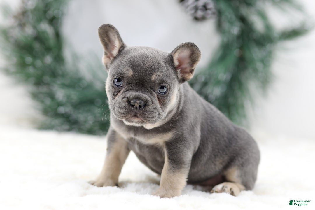 French Bulldog dogs for sale: Helen - Ad 5