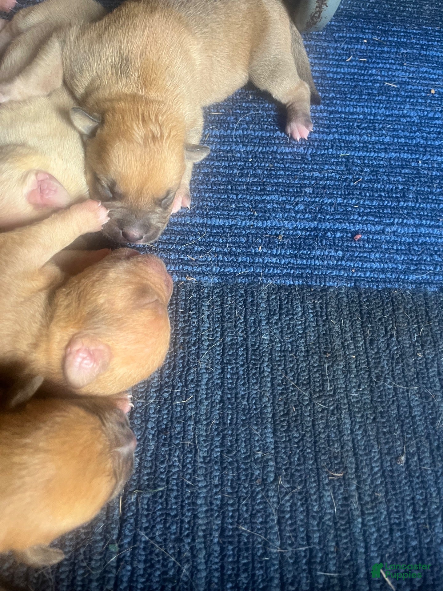 Mixed Breed dogs Full blooded red nose pit bulls - Ad 38