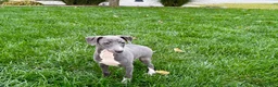 Italian Greyhound dogs for sale: Sadie  - Ad 11