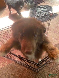 Australian Shepherd dogs Australian Shepherd 5 - Ad 2