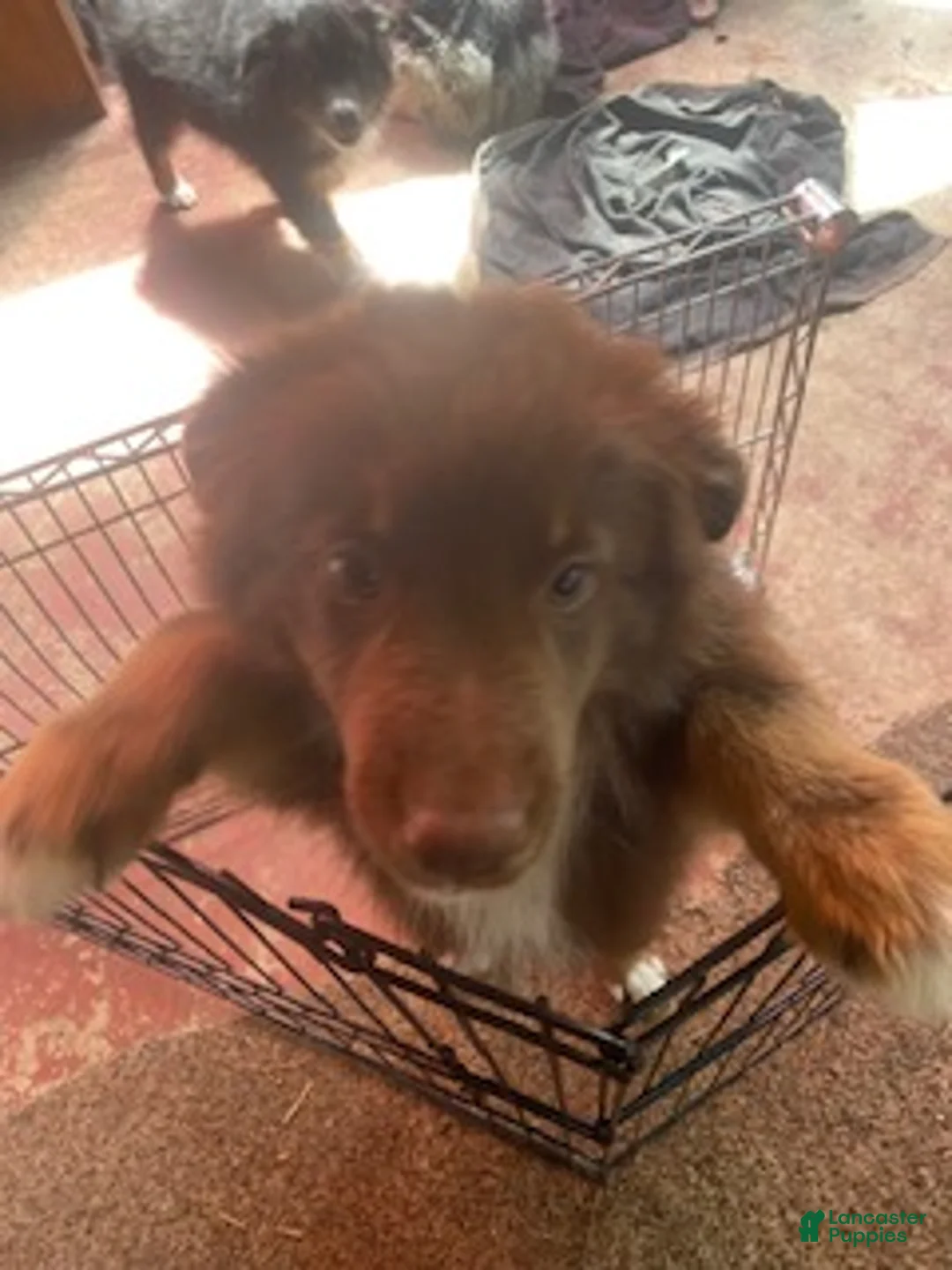 Australian Shepherd dogs for sale: Australian Shepherd 5 - Ad 2