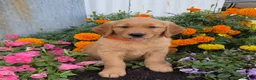 Golden Retriever dogs for sale: Hank - Ad 6
