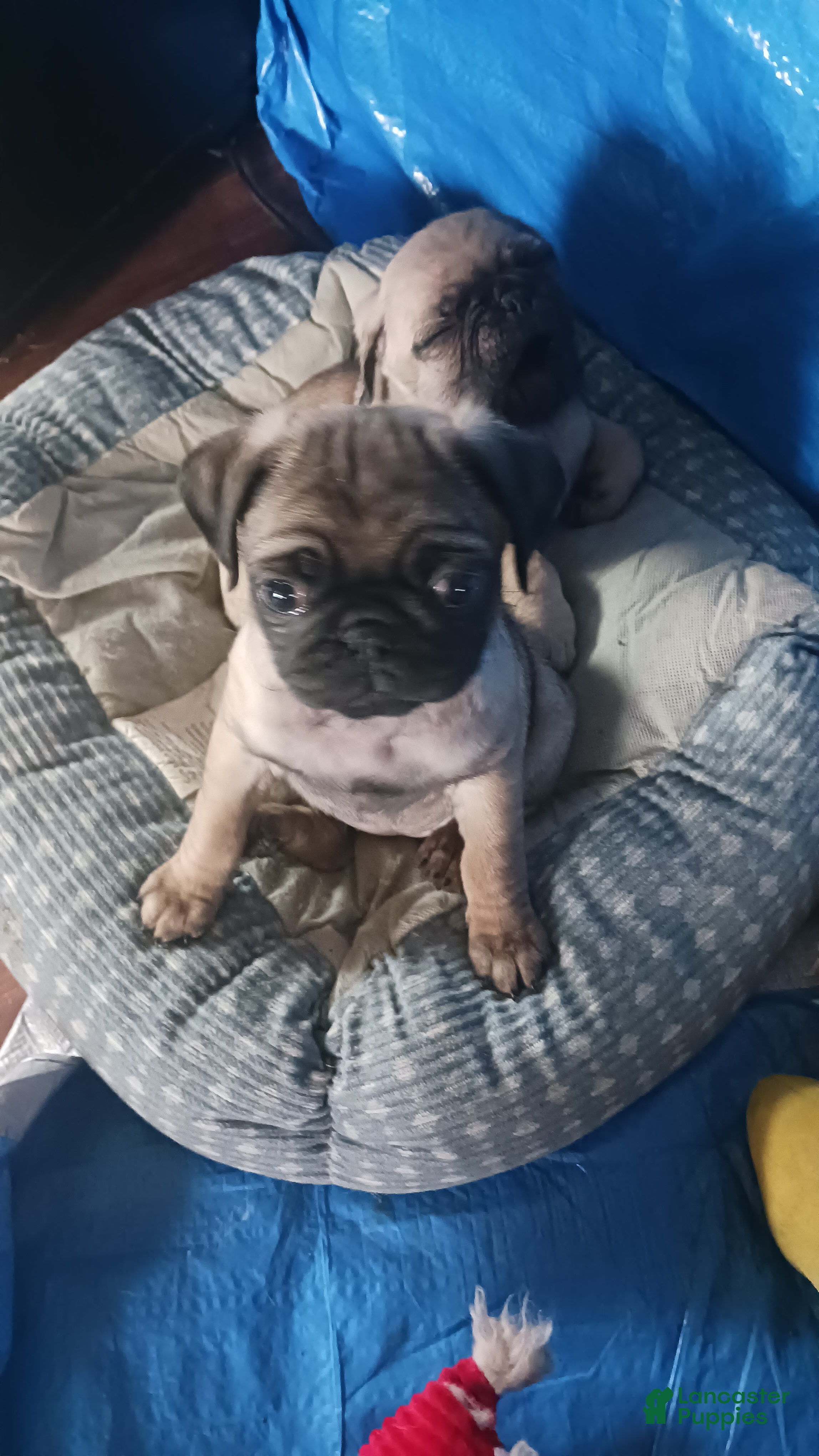 Pug dogs Pug Puppy 2 - Ad 3