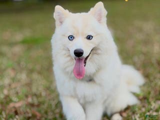 Mixed Breed dogs Sparkles - Ad 15