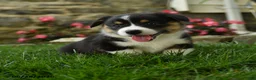 Welsh Corgi Pembroke dogs for sale: Maple   - Ad 3