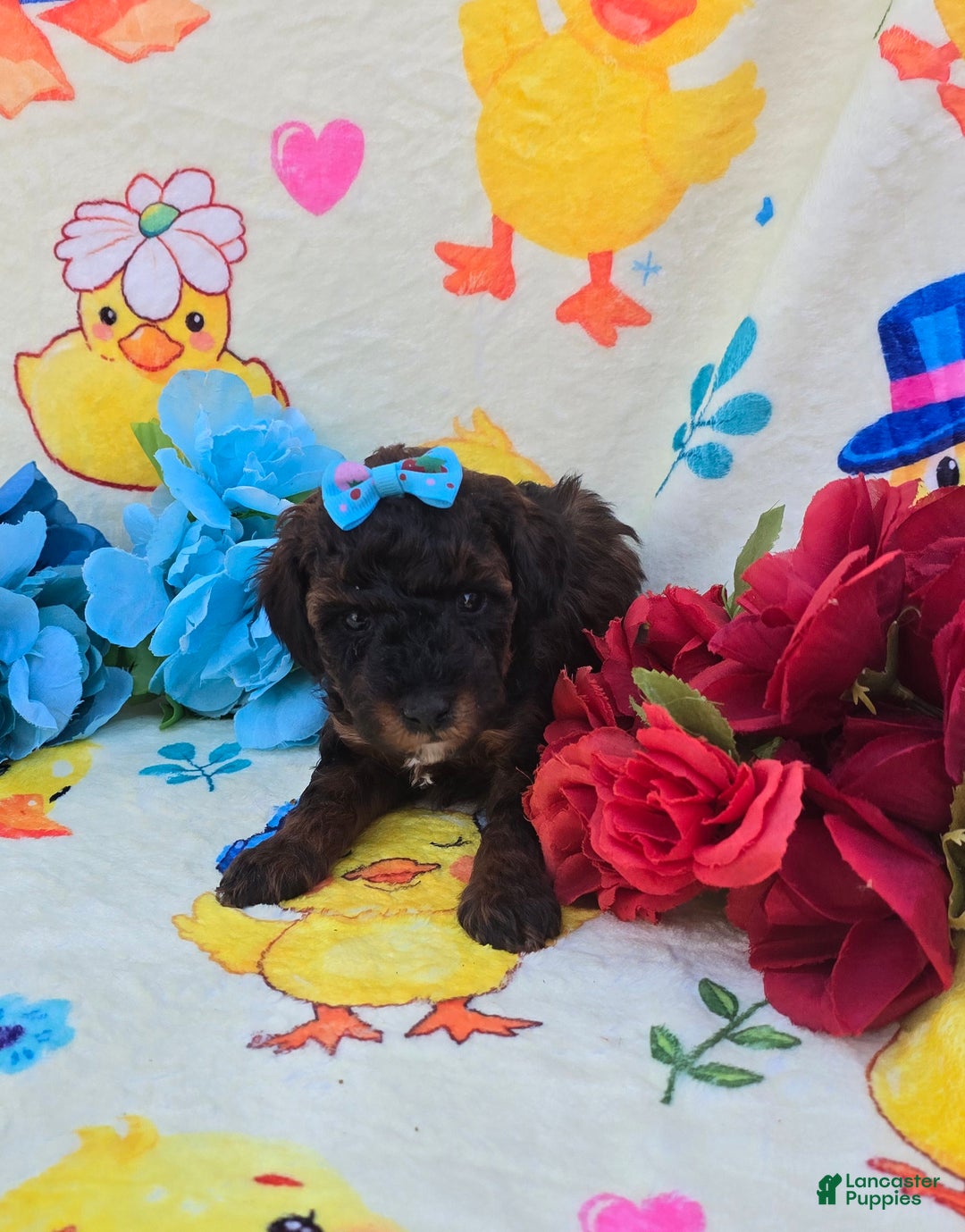 Cavapoo dogs for sale: Charm - Ad 2