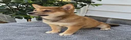 Shiba Inu dogs for sale: Trina - Ad 3