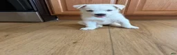 Alaskan Husky dogs for sale: Storm - Ad 5
