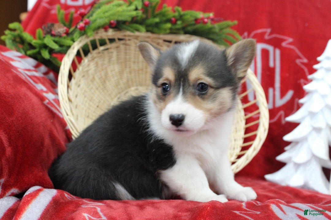Welsh Corgi Pembroke dogs for sale: Bailey - Ad 3
