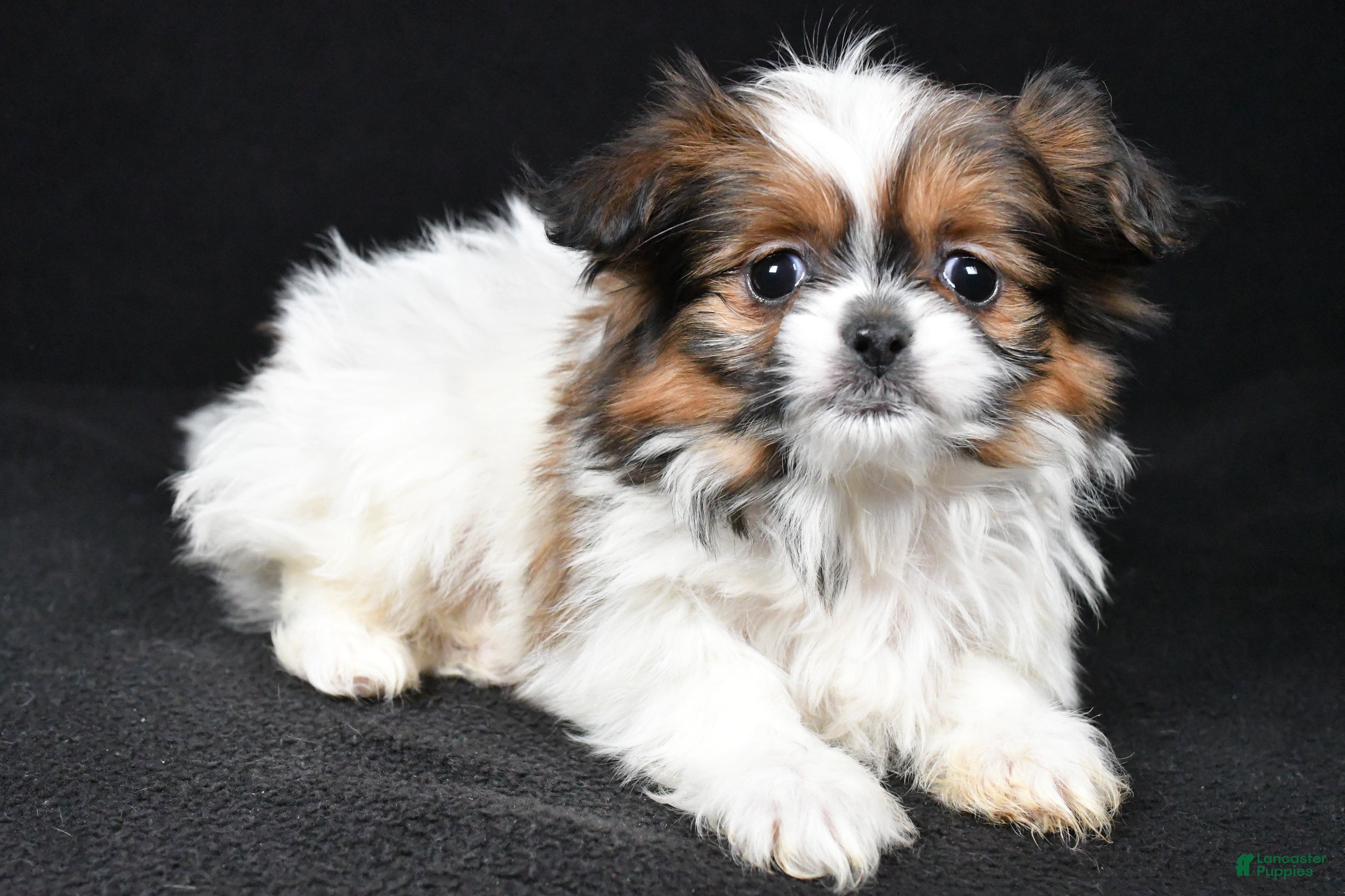 Mixed Breed dogs Anson - Ad 2