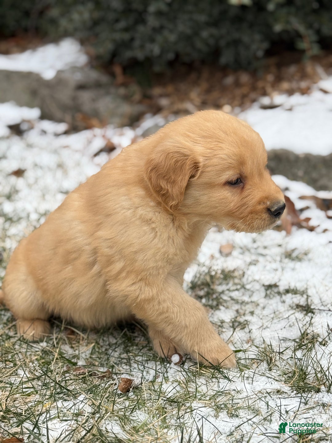 Golden Retriever dogs for sale: Sammy - Ad 3