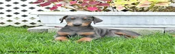 Doberman Pinscher dogs for sale: Petunia - Ad 2