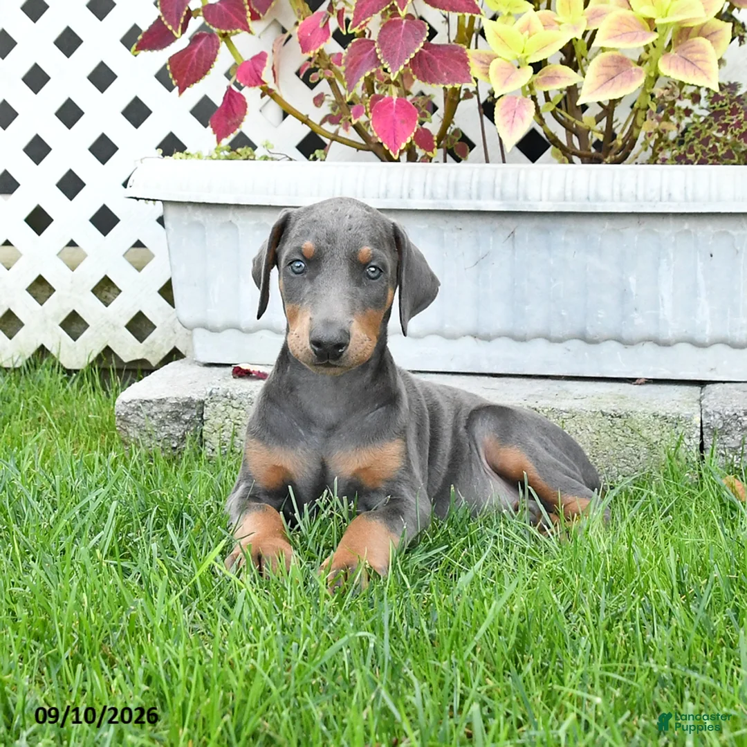 Doberman Pinscher dogs for sale: Petunia - Ad 2