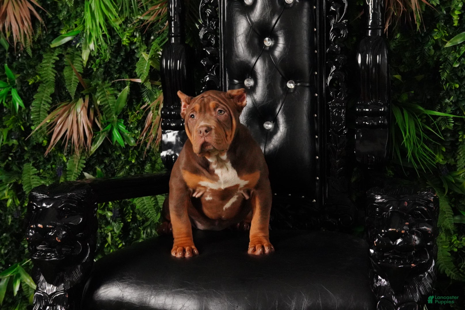 American Bully dogs Pretty girl - Ad 4