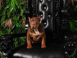 American Bully dogs Pretty girl - Ad 4