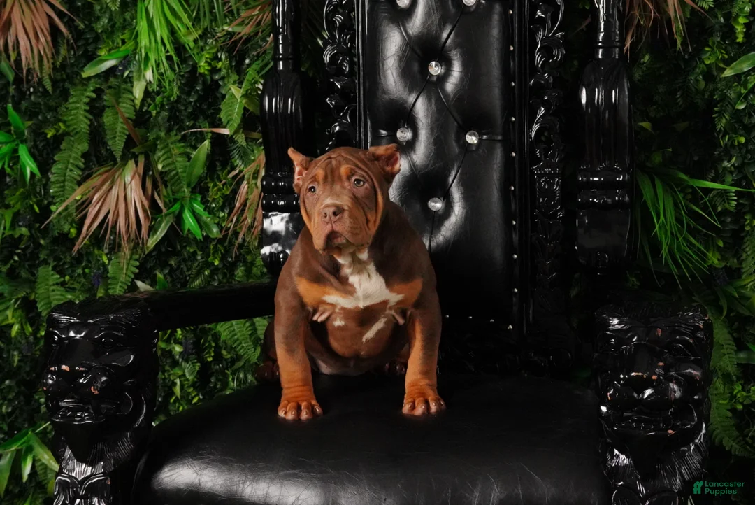 American Bully dogs for sale: Pretty girl - Ad 1