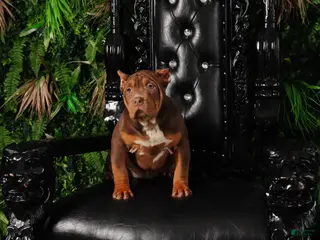 American Bully dogs Pretty girl - Ad 28