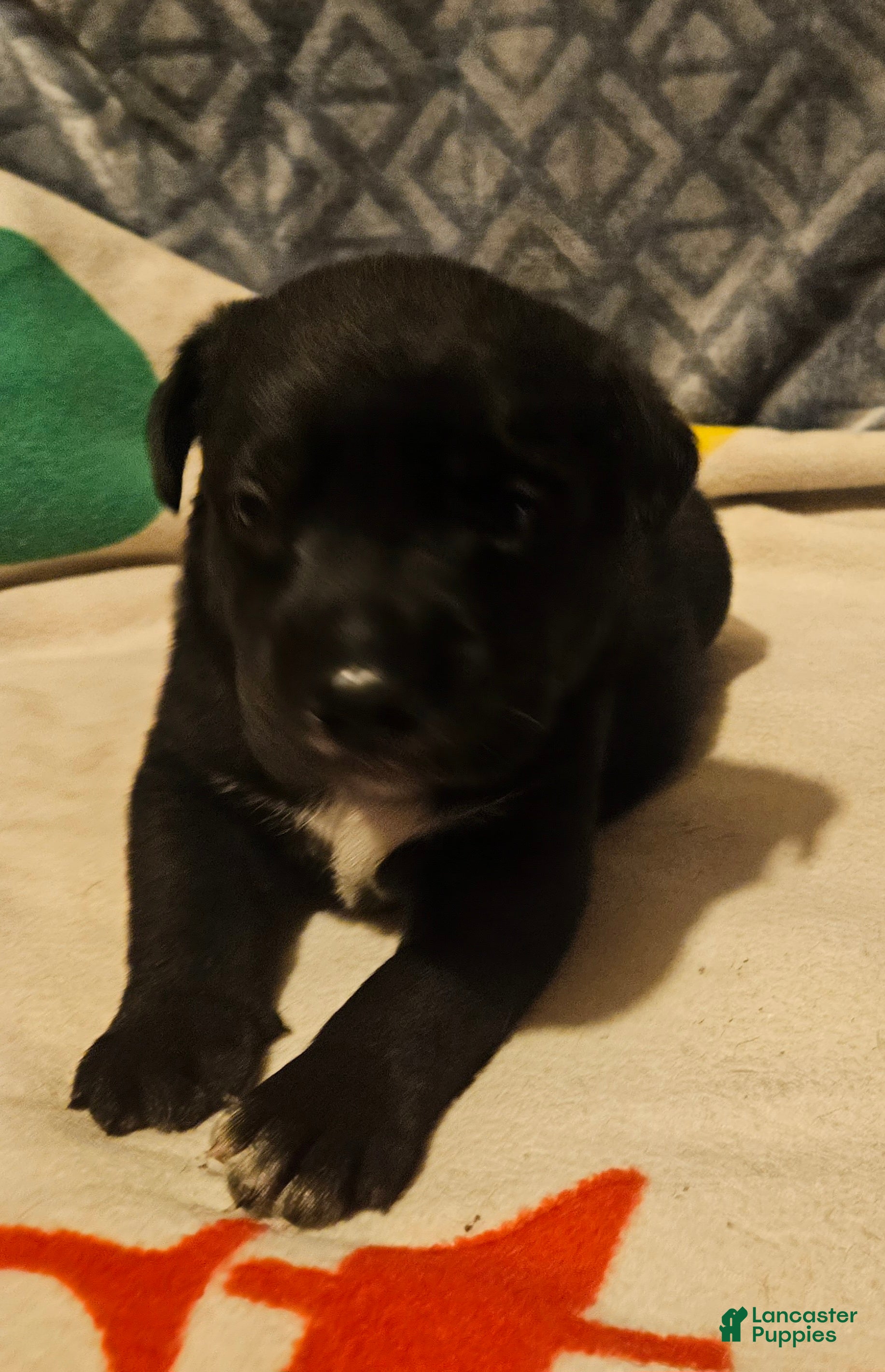 Border Collie dogs Charley Blue Eyes - Ad 2