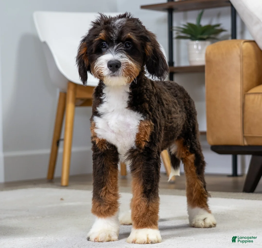 Mini Bernedoodle dogs for sale: Jace - Ad 1