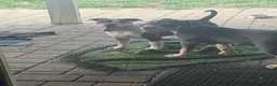 American Bully dogs for sale: Harley - Ad 6