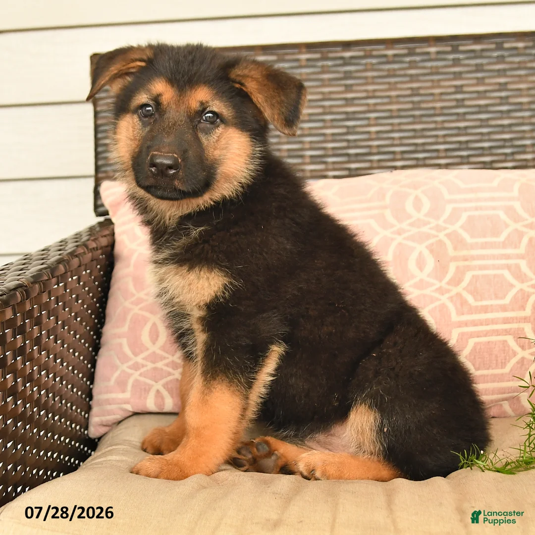 German Shepherd dogs for sale: Scarlet - Ad 2