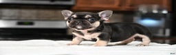 French Bulldog dogs for sale: Carmen  - Ad 10