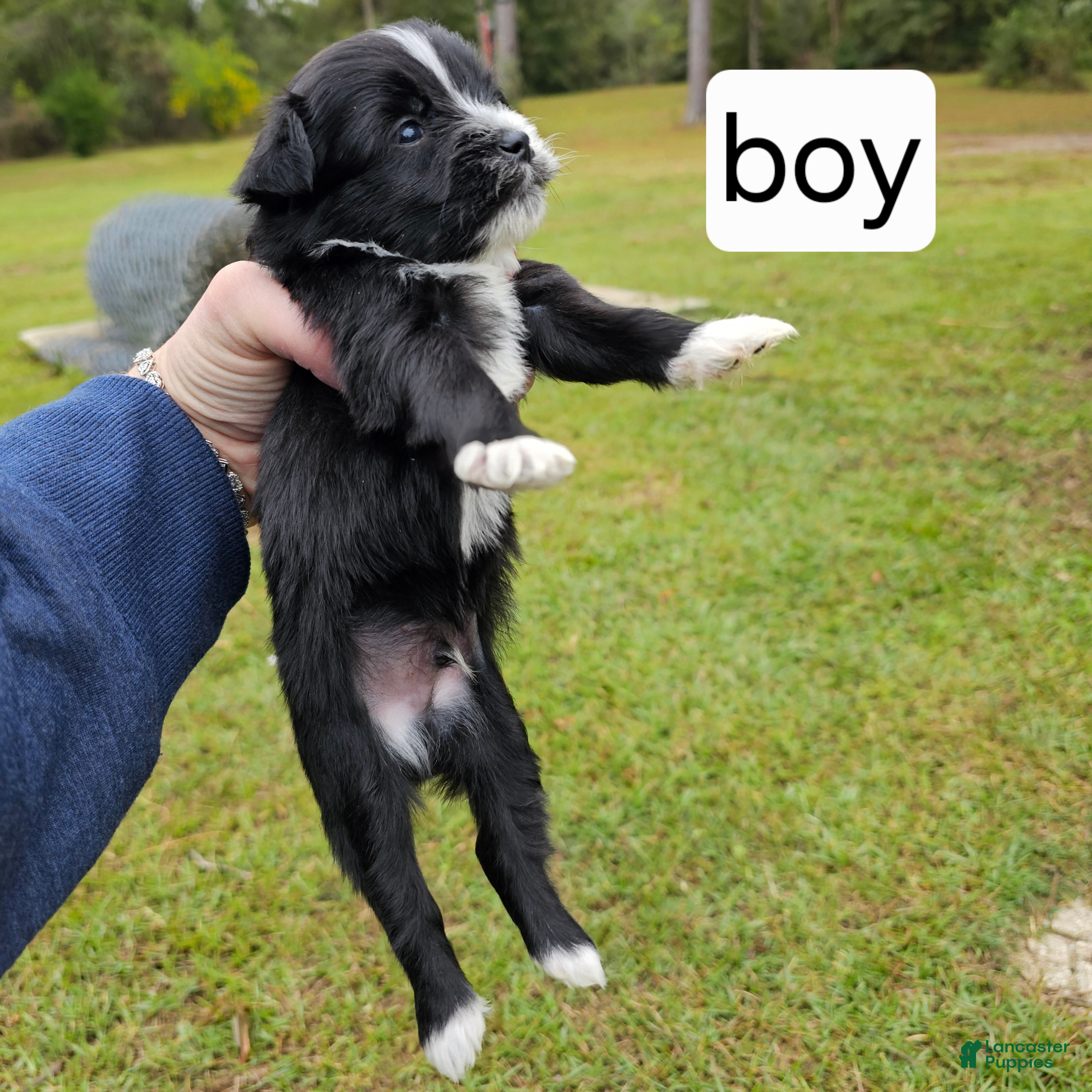 Mixed Breed dogs Puppy 7 - Ad 3