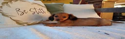 Miniature Dachshund dogs for sale: Teddy  - Ad 3