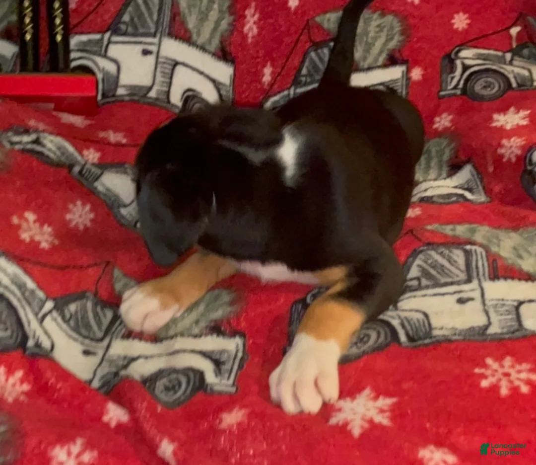 Greater Swiss Mountain Dog dogs for sale: Tess - Ad 10