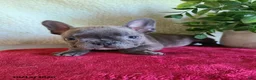 Frenchton dogs for sale: Jace - Ad 4