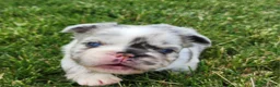 French Bulldog dogs for sale: Josie - Ad 3