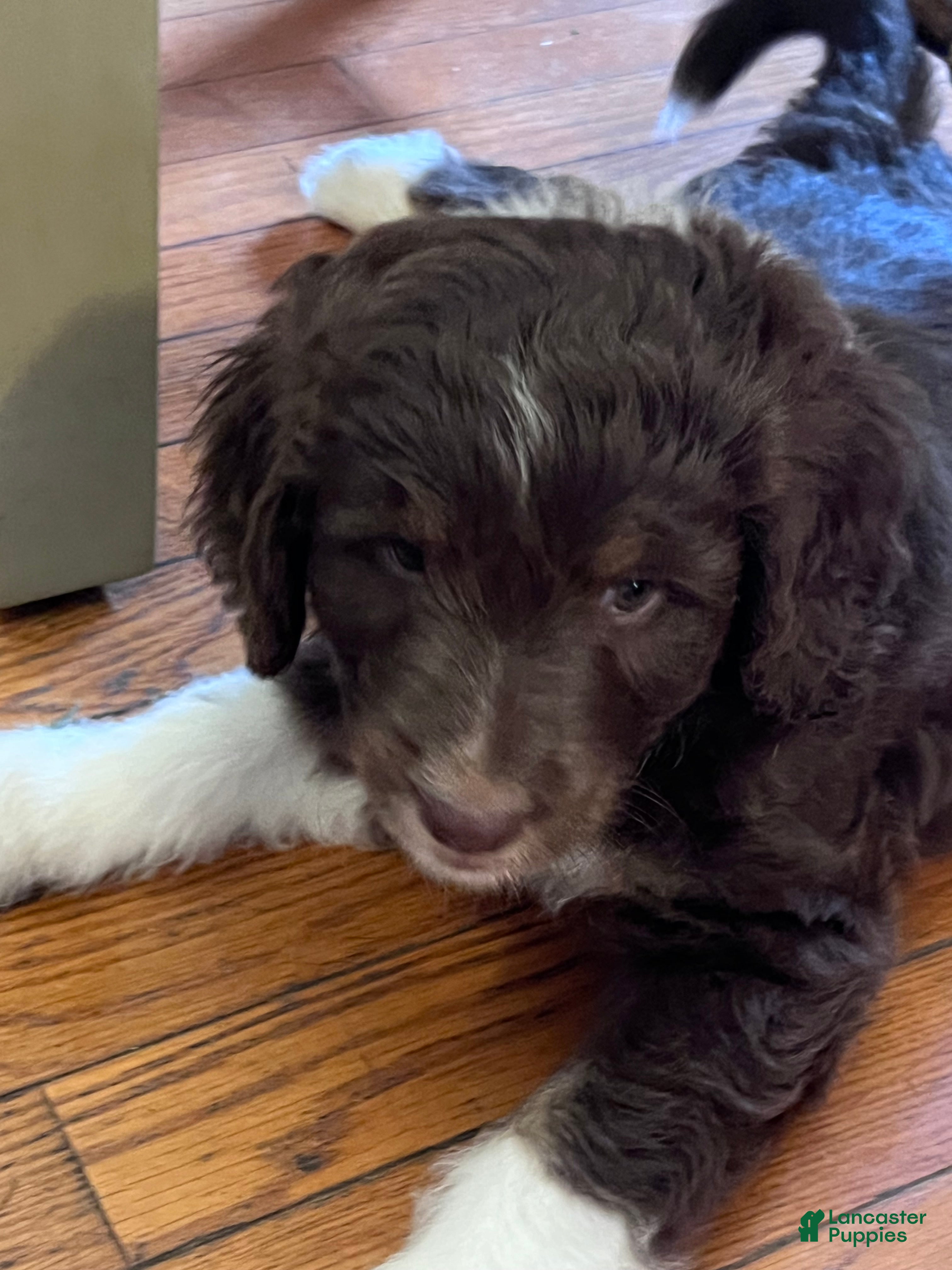 Aussiedoodle dogs Aussiedoodle 5 - Ad 23