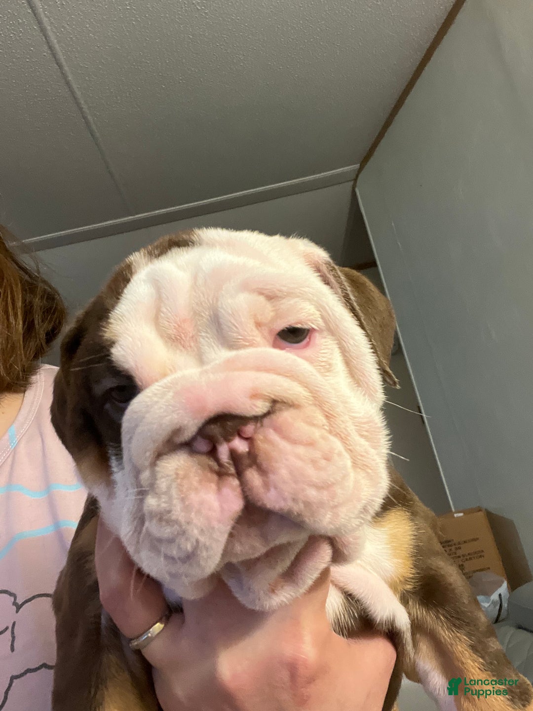English Bulldog dogs for sale: English Bulldog Puppy 2 - Ad 6