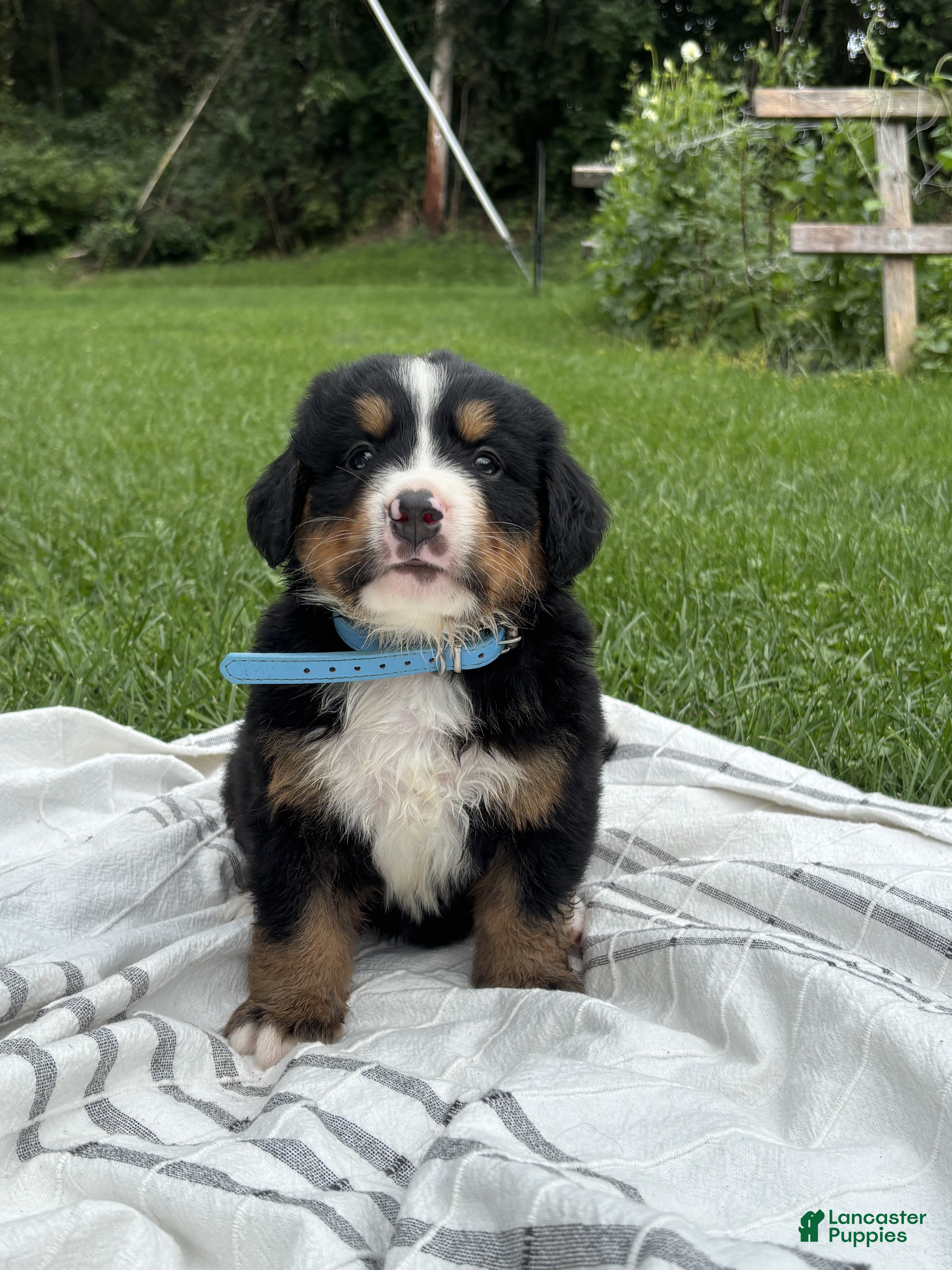 Bernese Mountain Dog dogs Duke - Ad 1