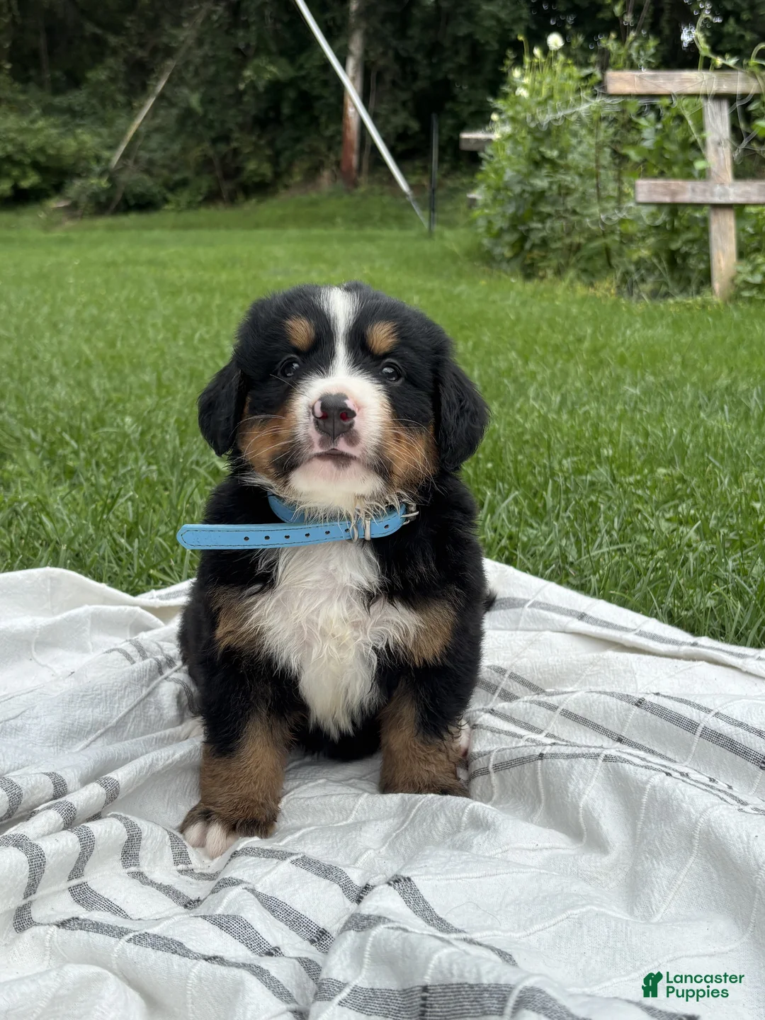 Bernese Mountain Dog dogs for sale: Duke - Ad 1