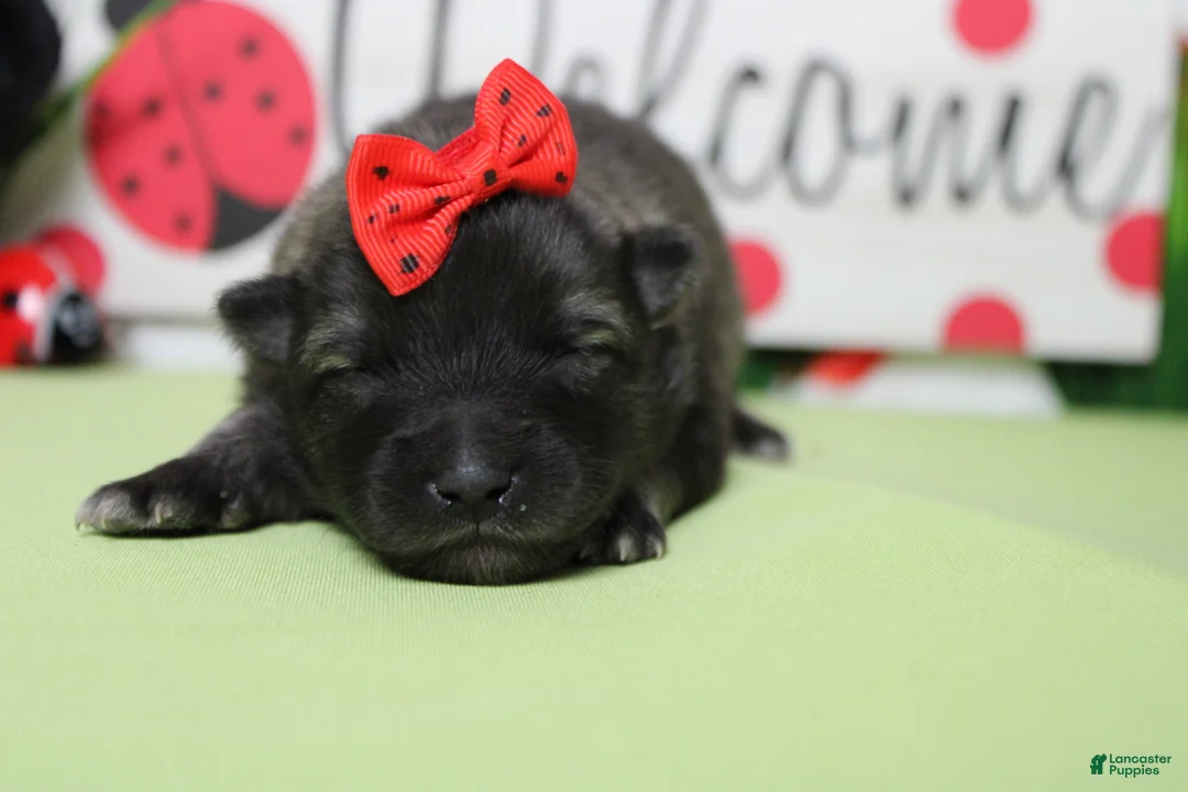 Keeshond dogs for sale: Louise  - Ad 2