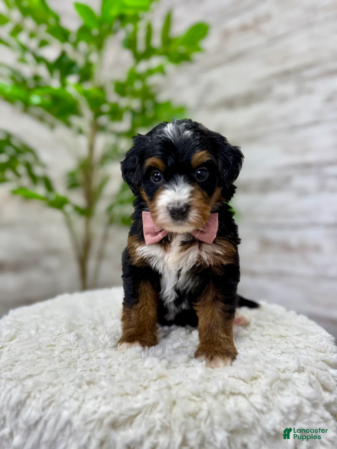 Mini Bernedoodle dogs for sale: 🌹Rosie - Ad 8