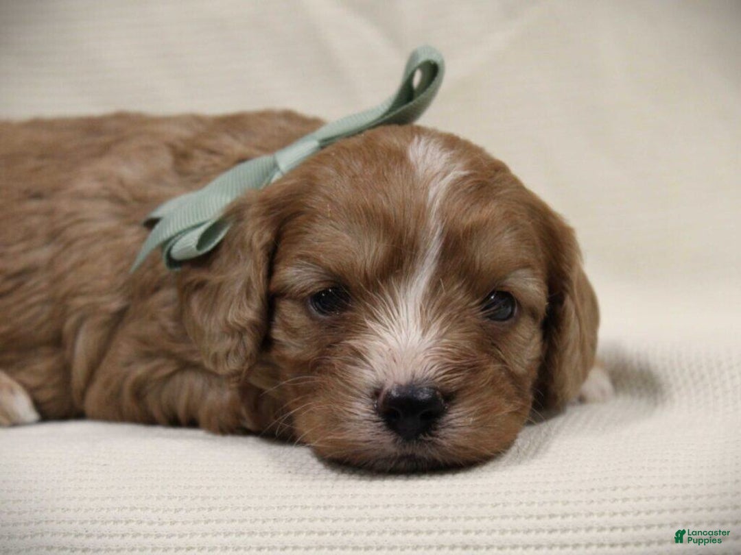 Cavapoo dogs for sale: Tanner - Ad 4