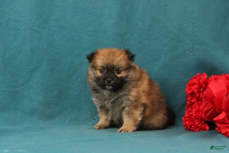 Pomeranian dogs Vincent - Ad 42