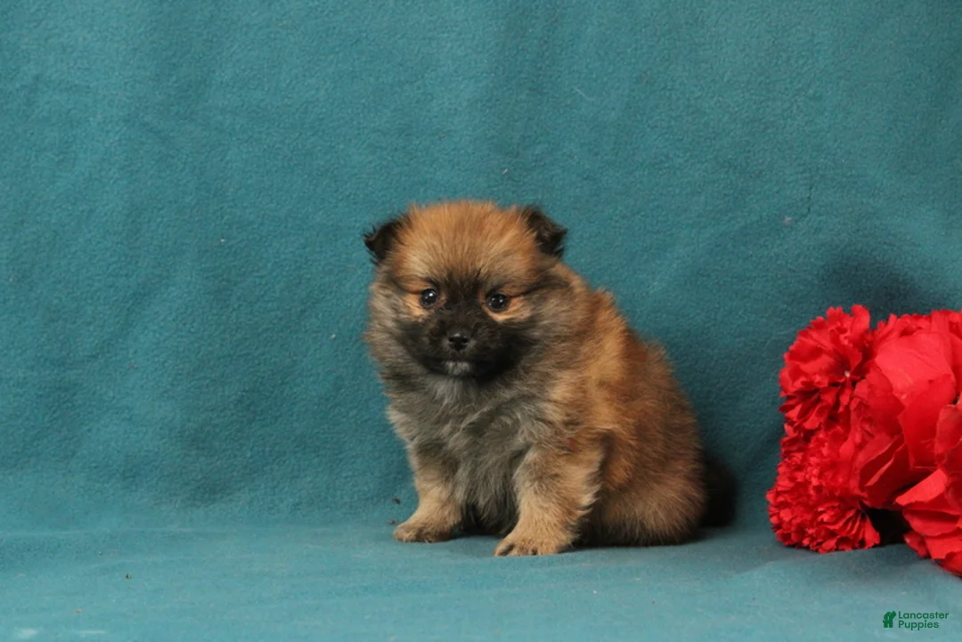 Pomeranian dogs for sale: Vincent - Ad 1