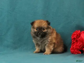 Pomeranian dogs Vincent - Ad 42