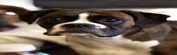 Boxer dogs for sale: Boxer 3 - Ad 4