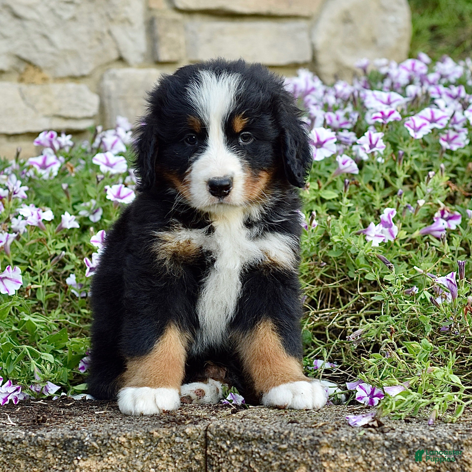 Bernese Mountain Dog dogs Mr. Barkley - Ad 1